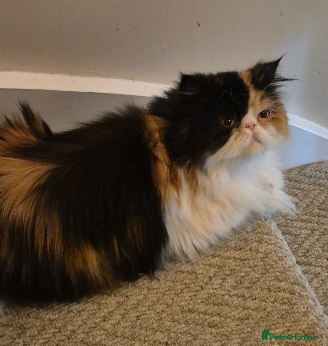 Persian cats for sale: Female Persian - Black Tortie & White - Advert 1