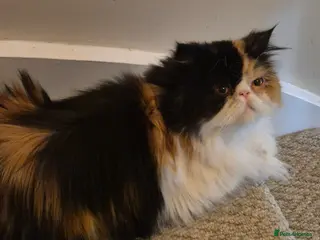 Persian cats Female Persian - Black Tortie & White - Advert 3