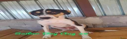 Mixed Breed dogs for adoption: Sailor Boy, 2 yrs approx. Available for adoption. - Advert 2