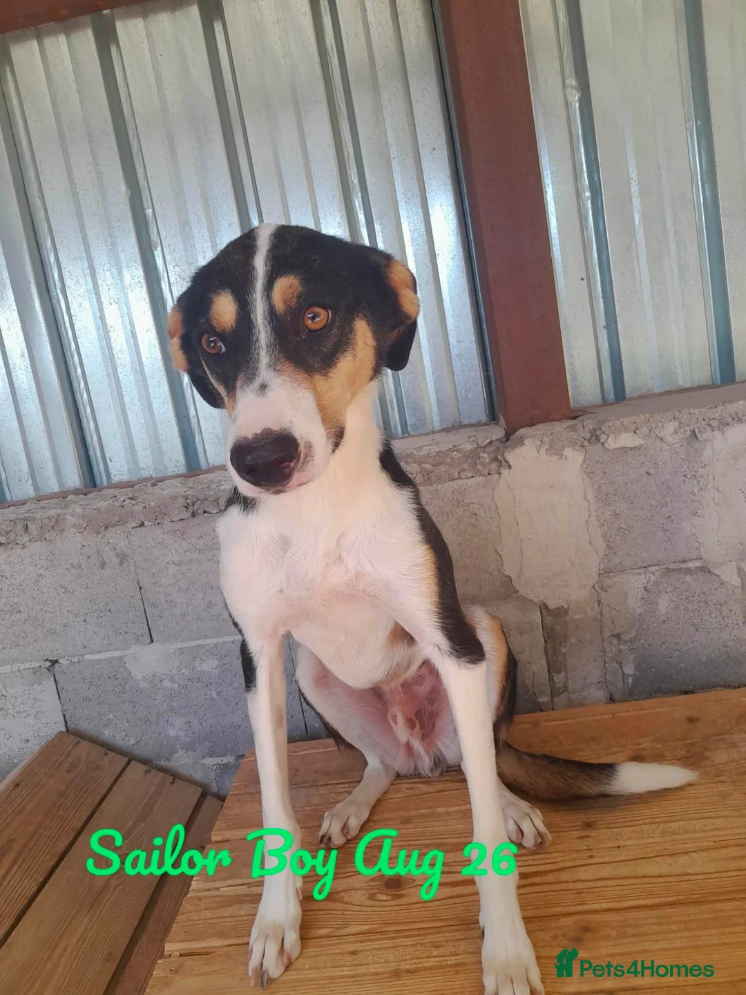Mixed Breed dogs for adoption: Sailor Boy, 2 yrs approx. Available for adoption. - Advert 2