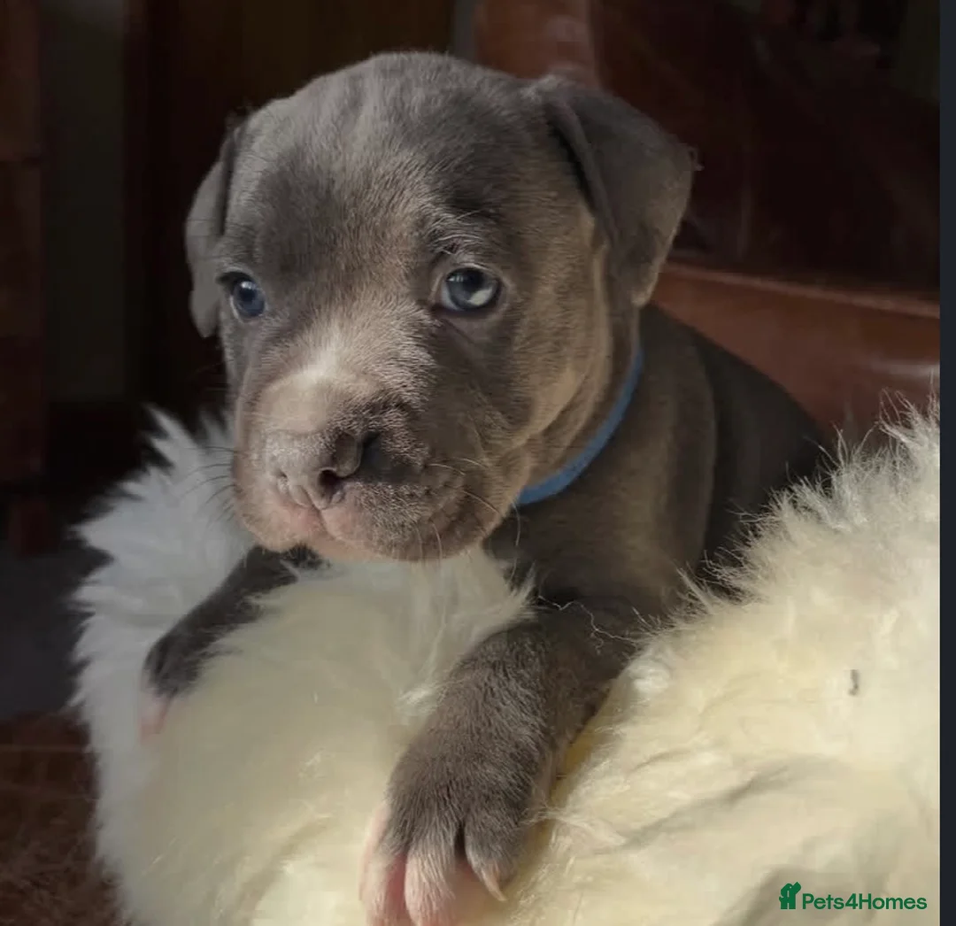 Staffordshire Bull Terrier dogs for sale: Brilliant Pure Staffordshire Bull Terrier puppies in Glasgow - Advert 2