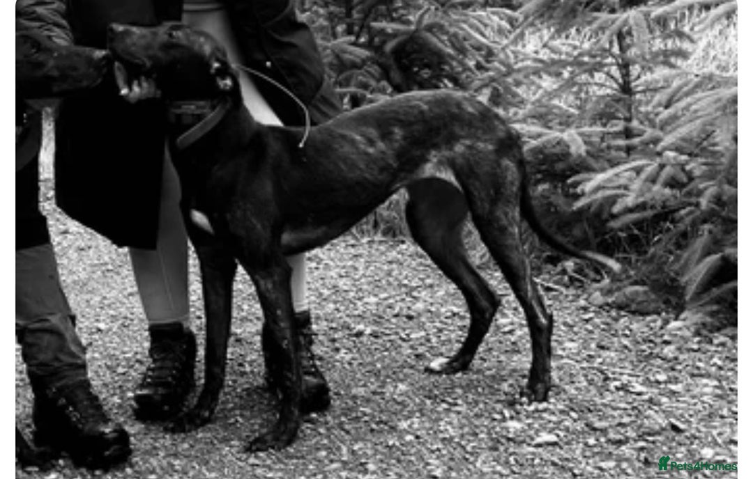 Lurcher dogs for sale: LURCHER PUP - Advert 1