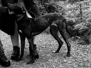 Lurcher dogs LURCHER PUP - Advert 2