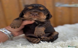 Cocker Spaniel dogs for sale: Show Cocker Spaniel pups KC reg - Image 16