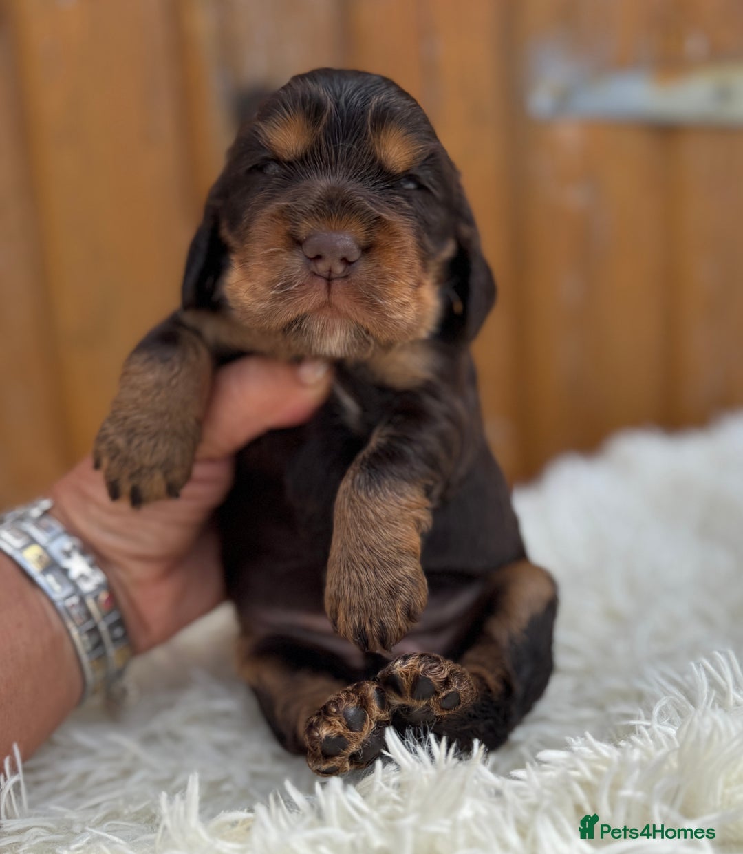 Cocker Spaniel dogs for sale: Show Cocker Spaniel pups KC reg - Image 16