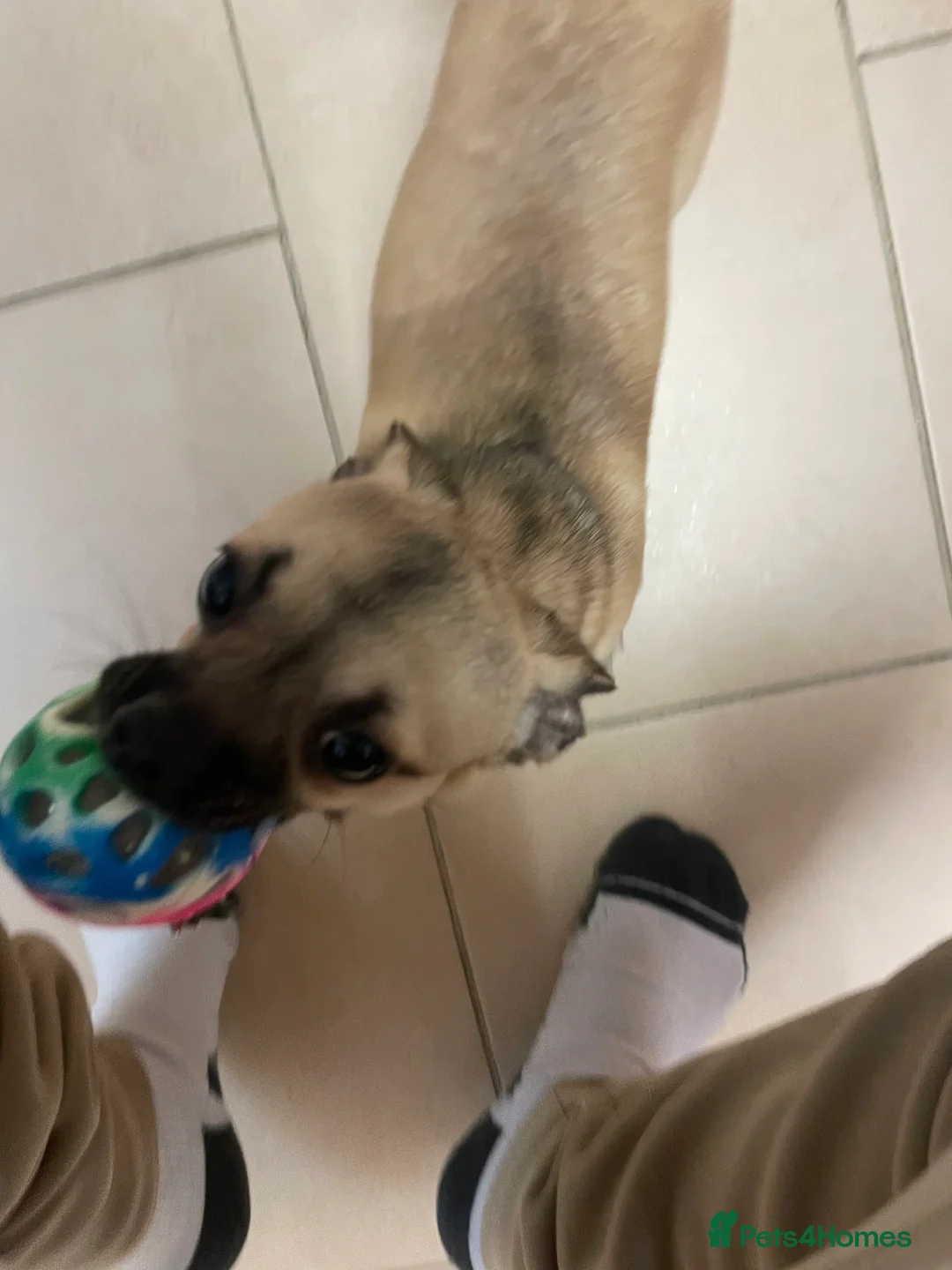 Chihuahua dogs for sale: chihuahua puppy  - Advert 3