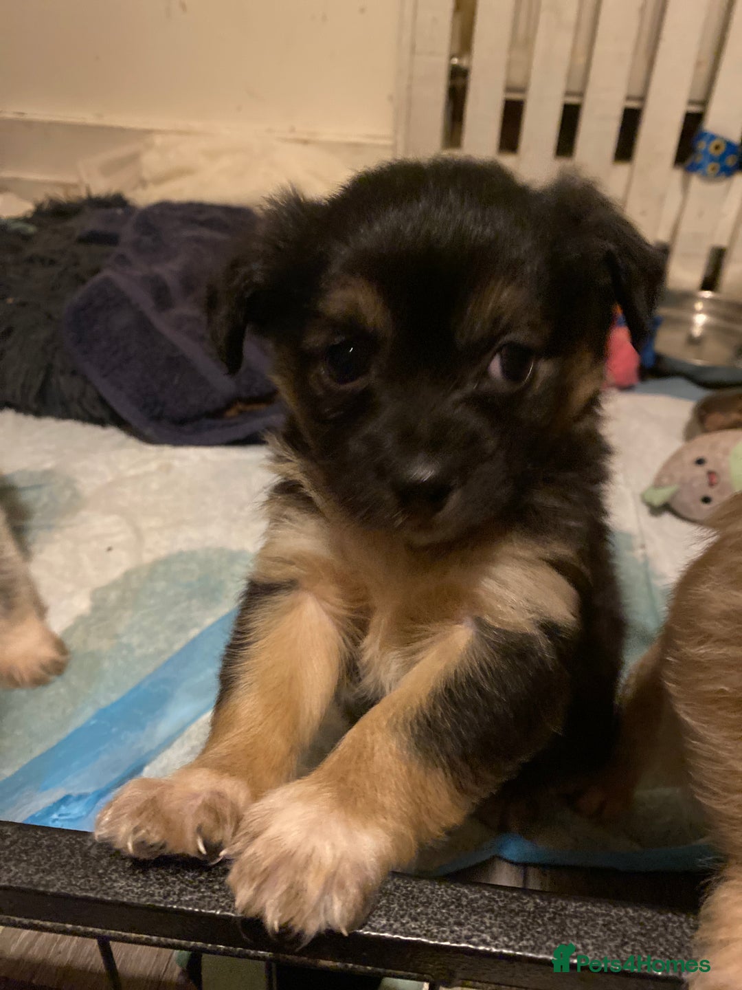 Mixed Breed dogs for sale: Terrier x pom - Advert 10