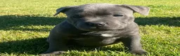 Staffordshire Bull Terrier dogs for sale: Affordable blueish Staffys for good homes in Harlow - Advert 5