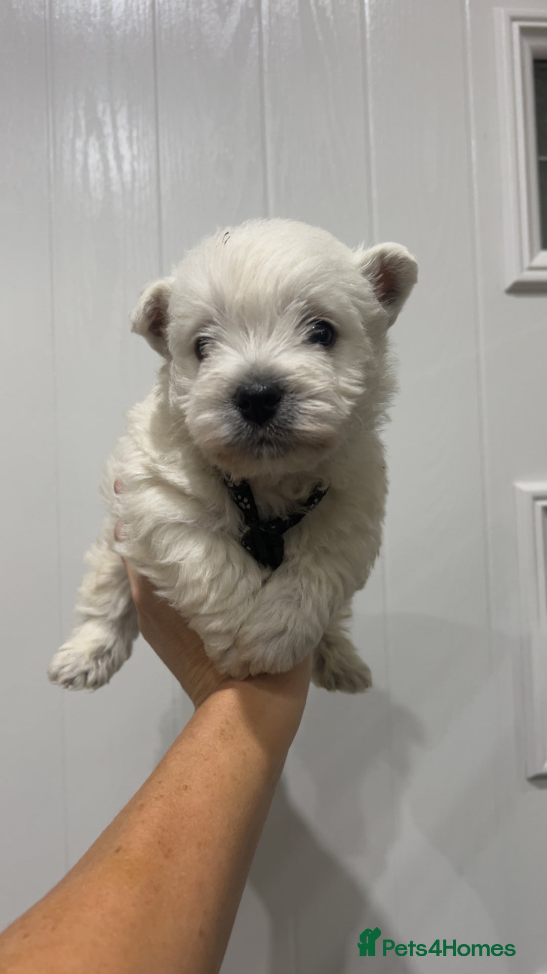 West Highland Terrier dogs for sale: Kc registered west highland white puppies.  - Advert 12