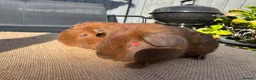 Guinea Pig rodents for sale: Stunning boars - Advert 6