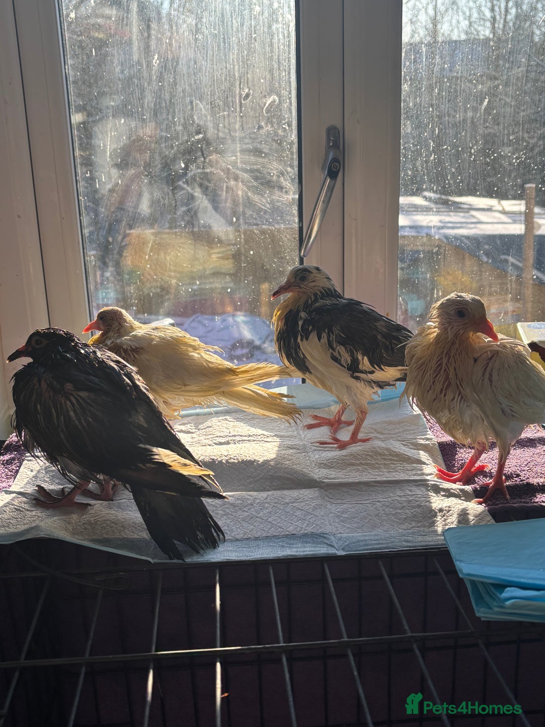 Doves birds for sale: Hand reared white doves  - Advert 1