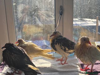 Doves birds Hand reared white doves - Advert 4