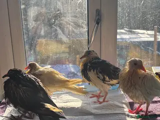 Doves birds Hand reared white doves - Advert 11