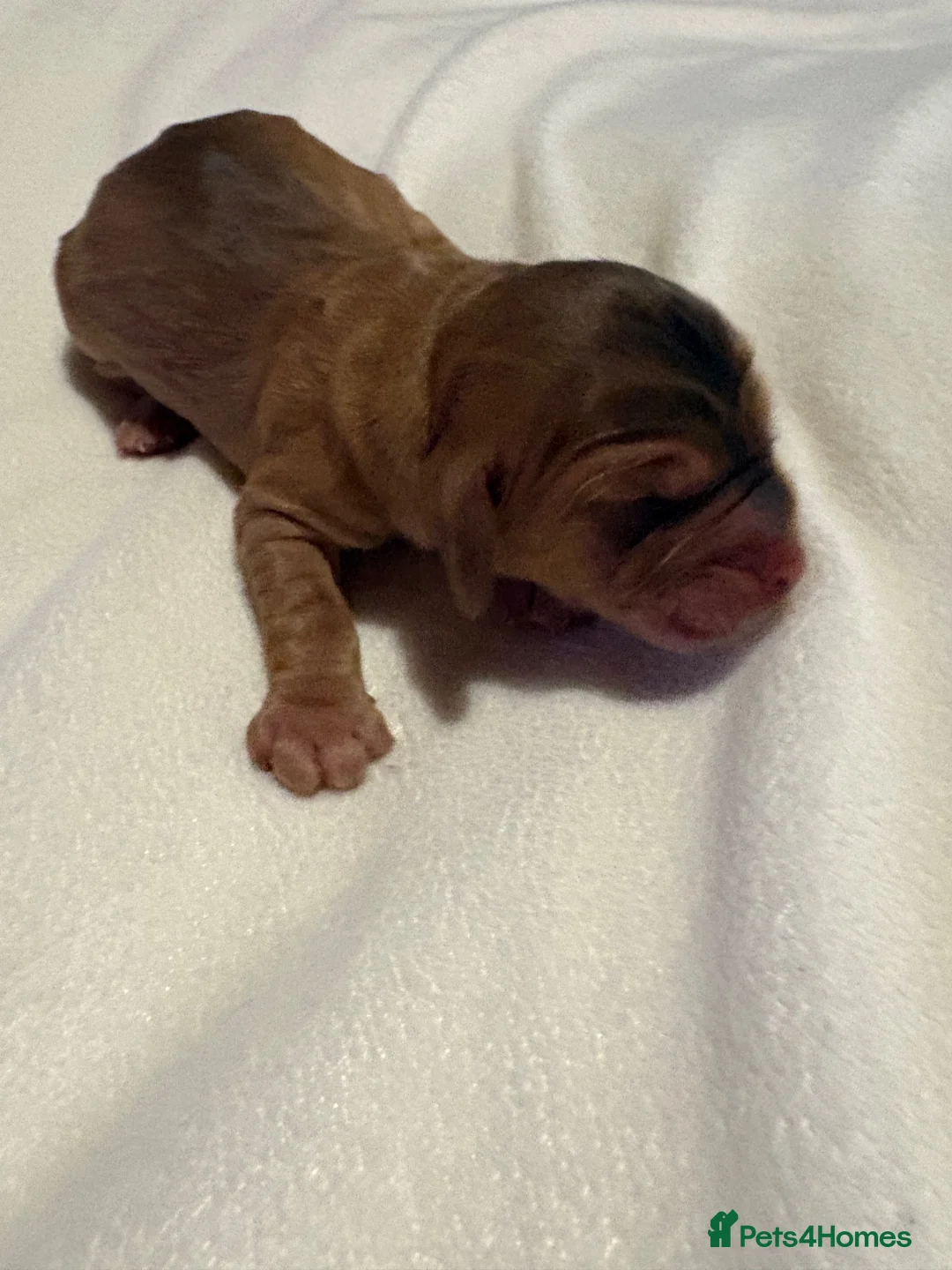 Mixed Breed dogs for sale: Mini golden retrievers ( DAKOTA SPORT RETRIEVERS)  - Advert 24