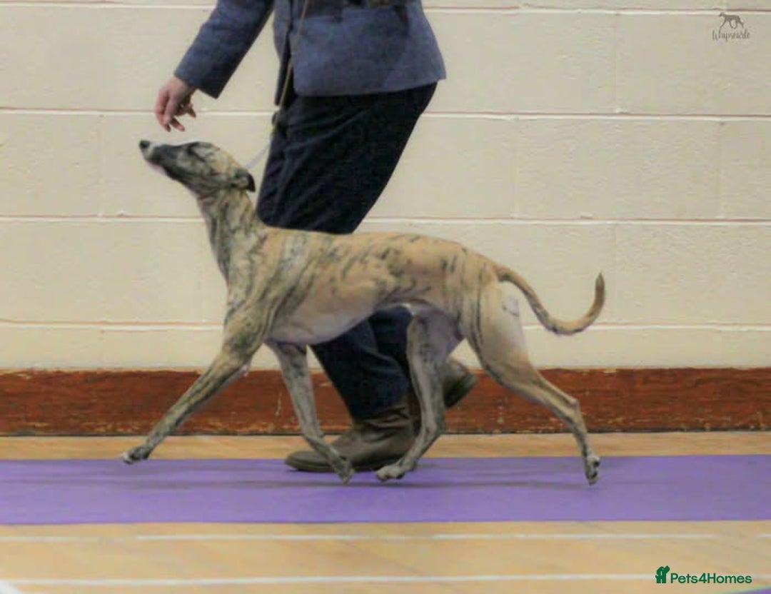 Whippet dogs for sale: KC DNA health tested, show quality Whippets - Advert 12