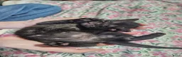 Maine Coon cats for sale: Maine coon X in Weymouth - Advert 13