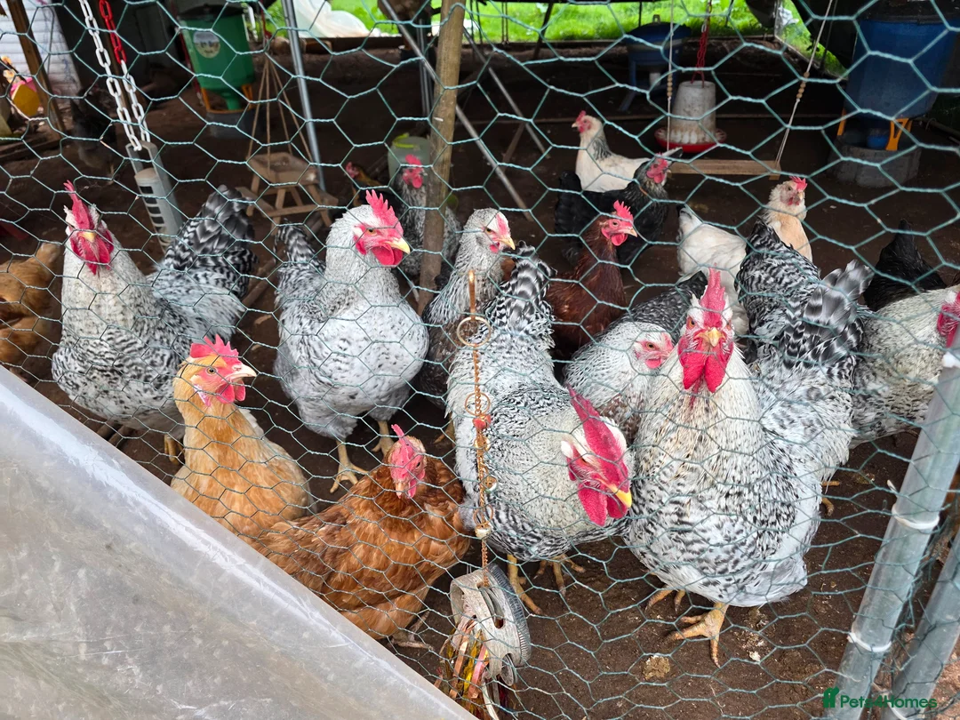Chickens poultry for sale: Silver bielefelder roosters in Dymock - Advert 2