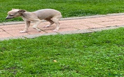 Italian Greyhound dogs for sale: Beautiful Italian greyhounds  - Image 16