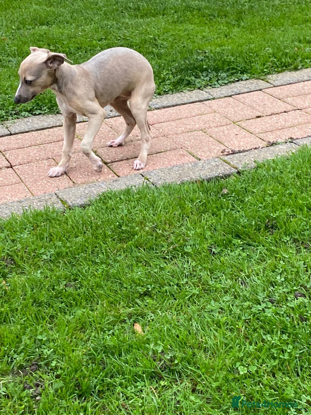 Italian Greyhound dogs for sale: Beautiful Italian greyhounds  - Image 16