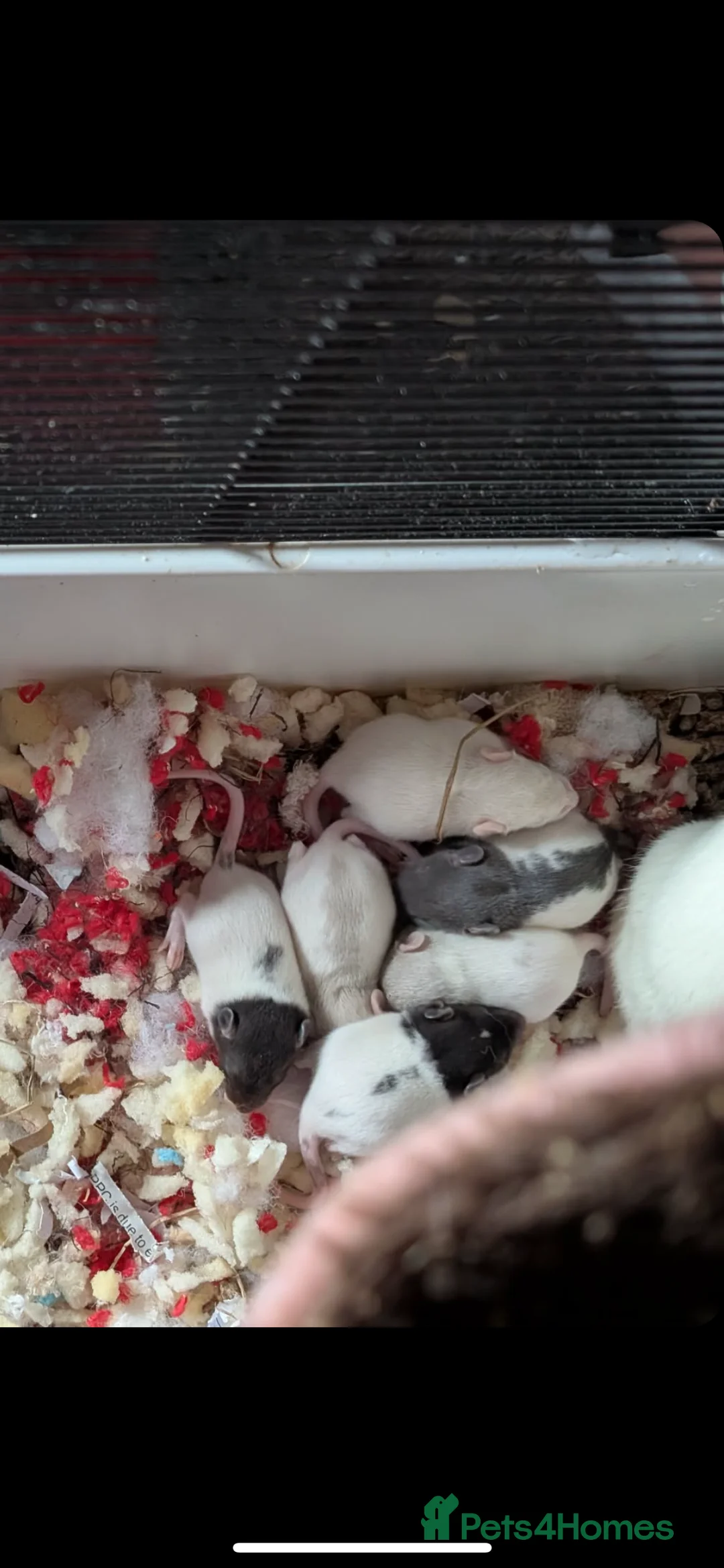 Rat rodents for sale: Rat pups - Advert 1