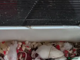 Rat rodents Rat pups - Advert 16