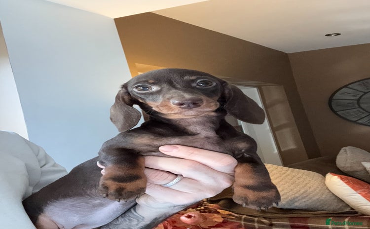 Miniature Dachshund dogs - Advert 2