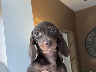 Miniature Dachshund dogs - Advert 9