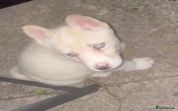 Siberian Husky dogs for sale: Puppy for sale bradford - Image 8