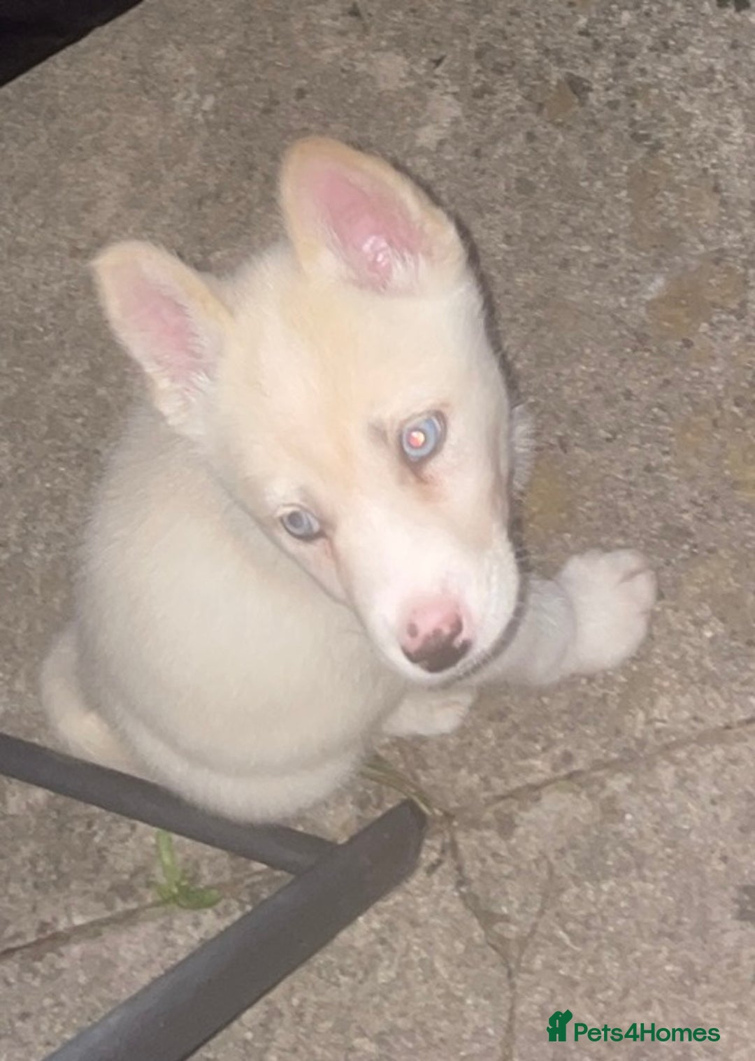 Siberian Husky dogs for sale: Puppy for sale bradford - Image 8