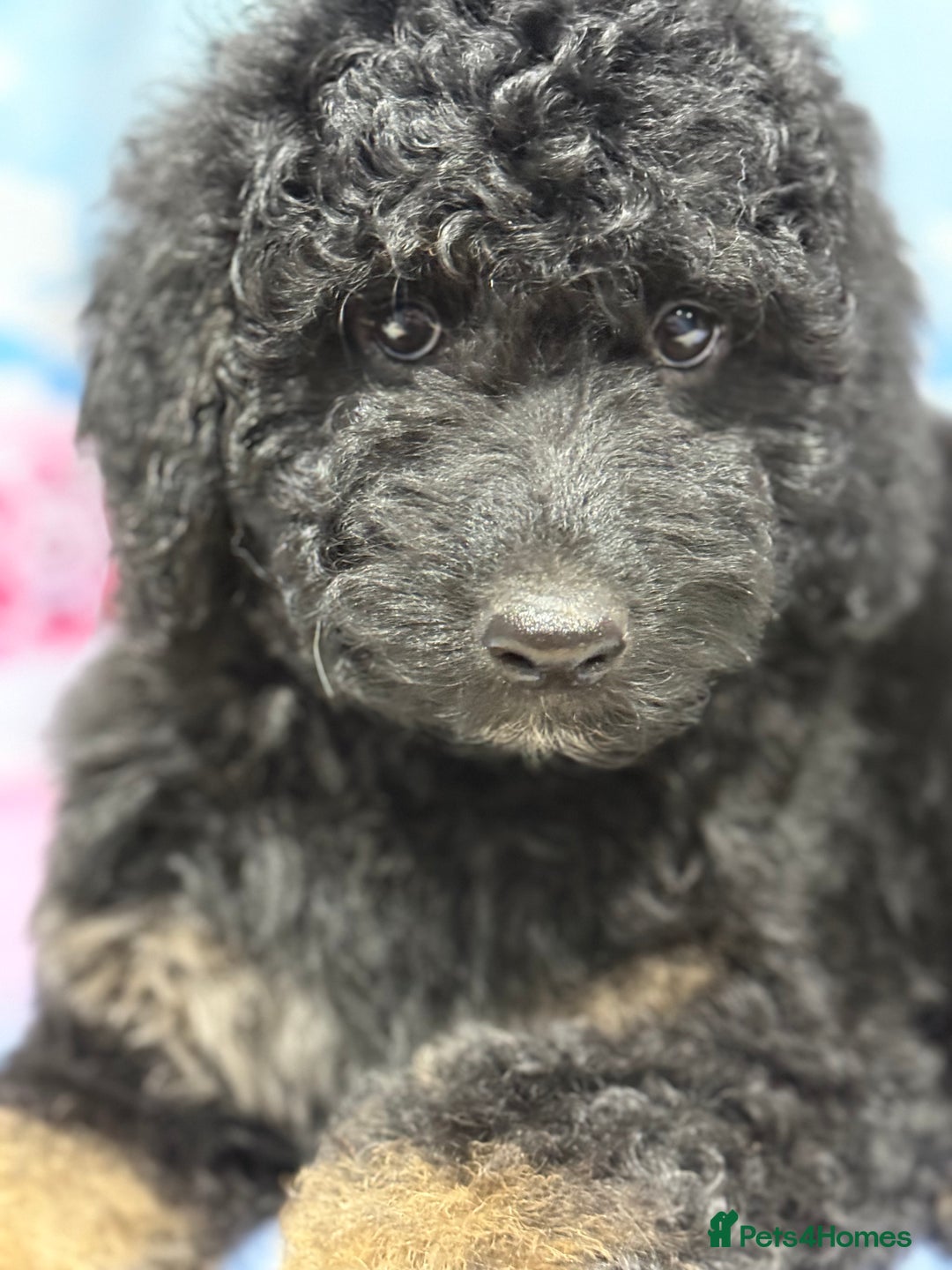 Bernedoodle dogs for sale: Last Miniature health tested Bernedoodle   - Advert 9