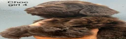 Cockapoo dogs for sale:      F1 Cockapoo Puppies  | Health Tested  - Advert 24