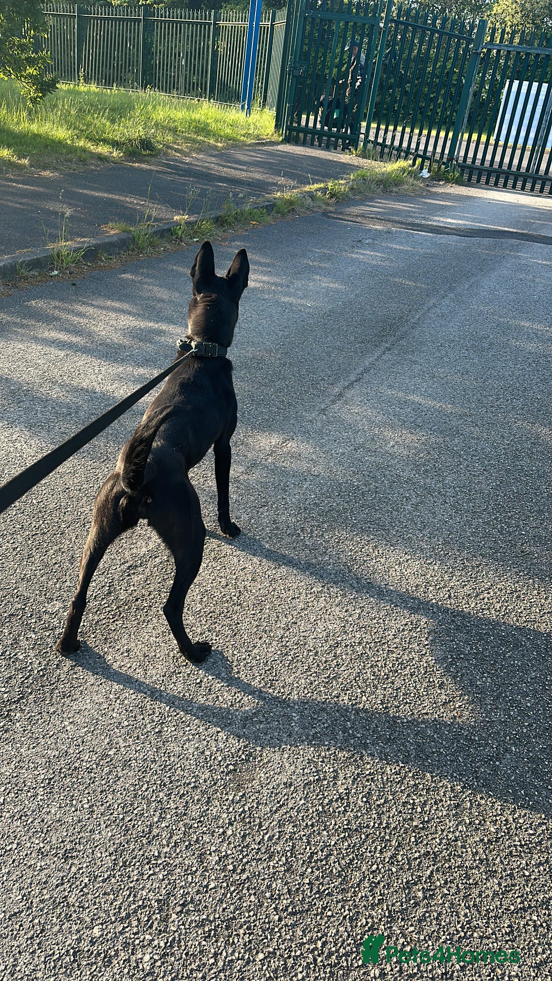 Belgian Shepherd Dog dogs for sale: Top working bloodline belgian malinois puppies - Advert 31