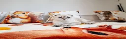 Scottish Fold cats for sale: 💙🐾 **Gorgeous Scottish Fold Boy ** - Advert 10