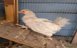 Chickens poultry for sale: Lavender hen and Lavender cockerel  - Image 2