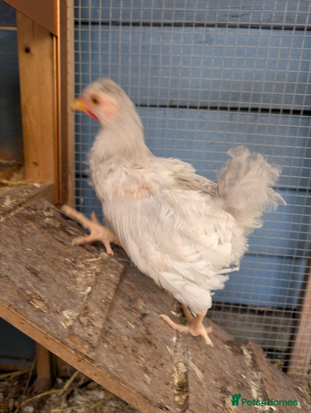 Chickens poultry for sale: Lavender hen and Lavender cockerel  - Image 2