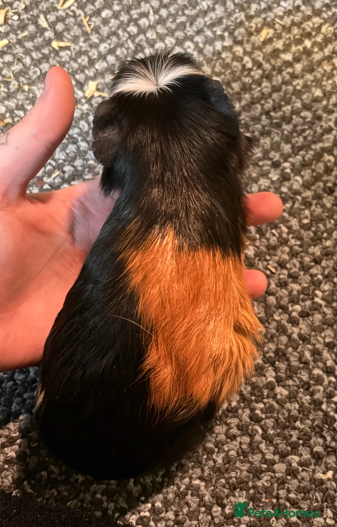 Guinea Pig rodents for sale: 3 male guinea pigs  - Advert 6