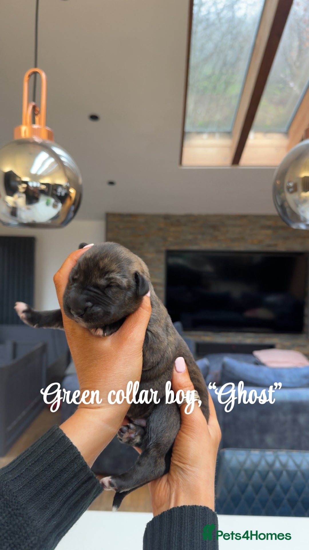 Irish Wolfhound dogs for sale: Outstanding Irish Wolfhound KC Reg Puppies  - Advert 4