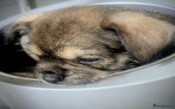 Mixed Breed dogs for sale: ShiChi x chihuahua frenchie pups - Image 8