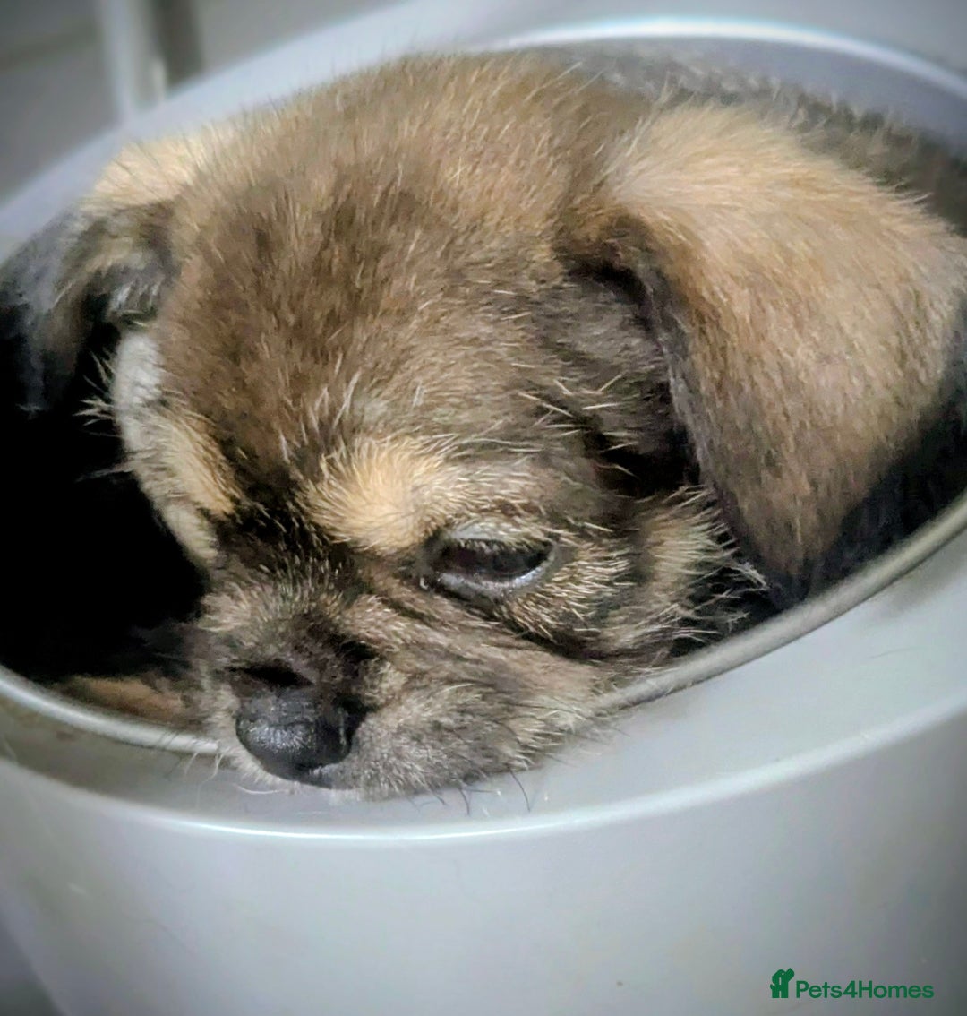 Mixed Breed dogs for sale: ShiChi x chihuahua frenchie pups - Image 8