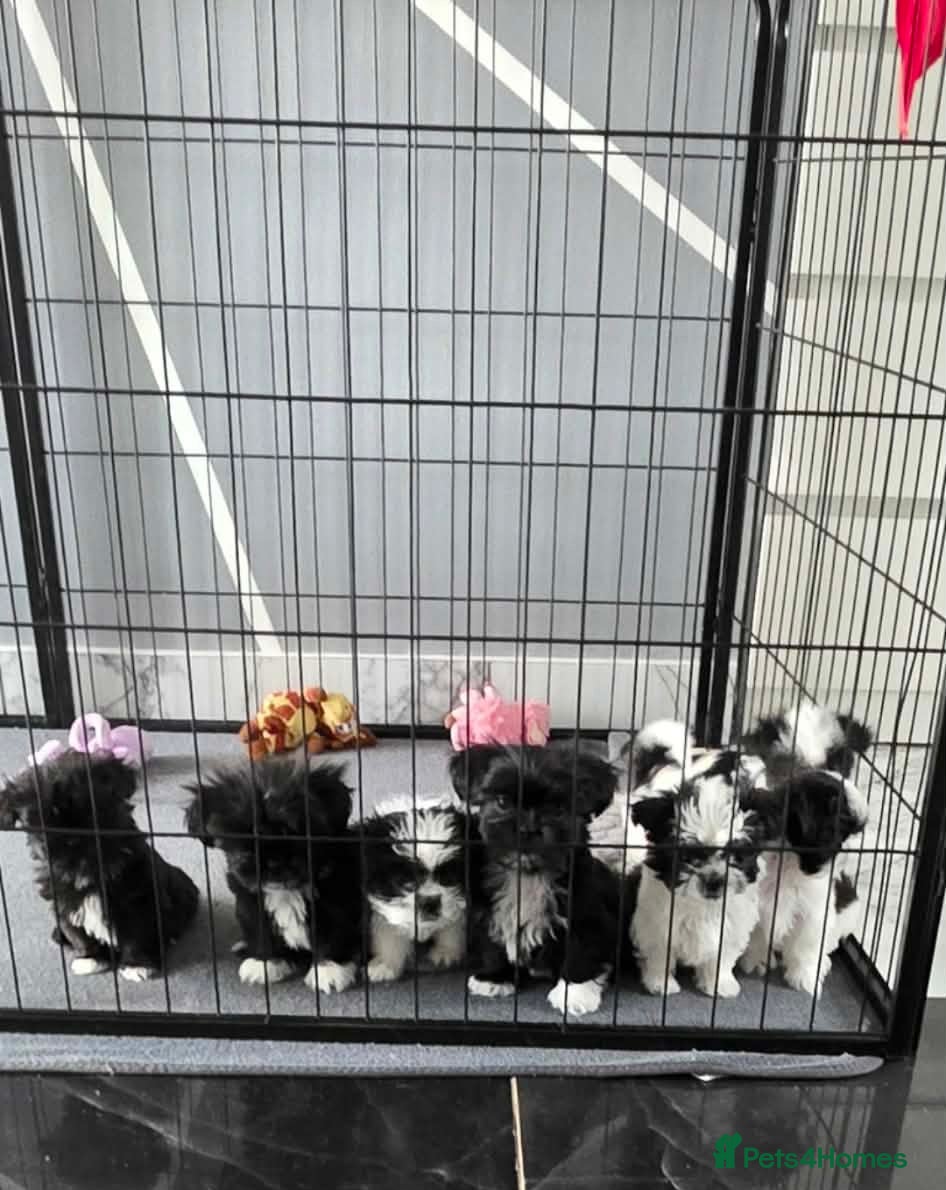 Shih Tzu dogs 7 Gorgeous Shih Tzu Puppies for Sale - Advert 1