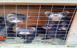 Ferret rodents for sale: EUX ferrets - Image 2