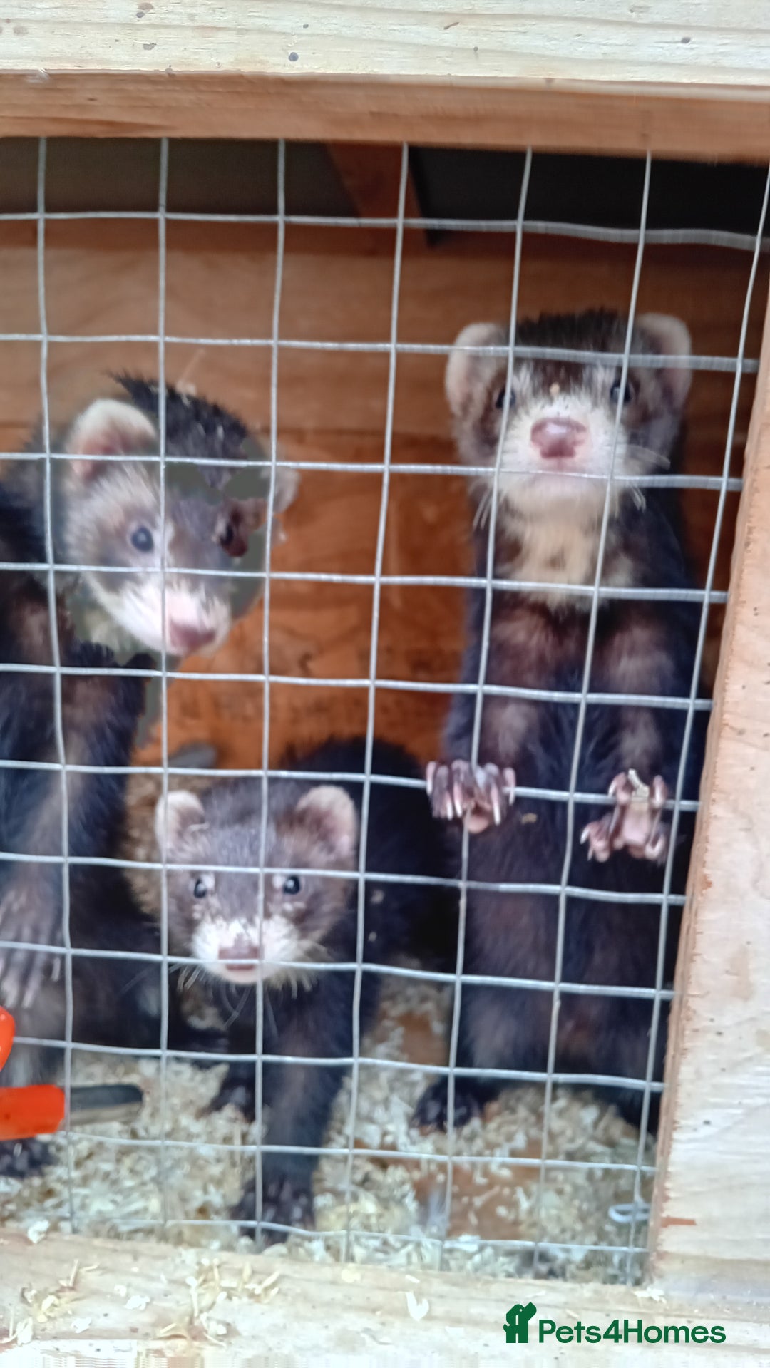 Ferret rodents for sale: EUX ferrets - Image 2