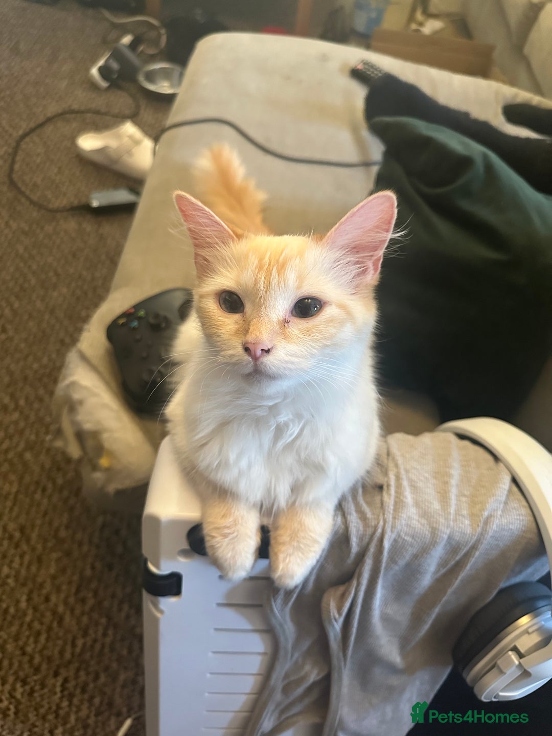 Ragdoll cats for sale: Flame-Tipped Ragdoll Kittens - Advert 1