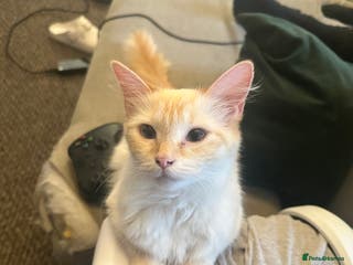 Ragdoll cats Flame-Tipped Ragdoll Kittens - Advert 14