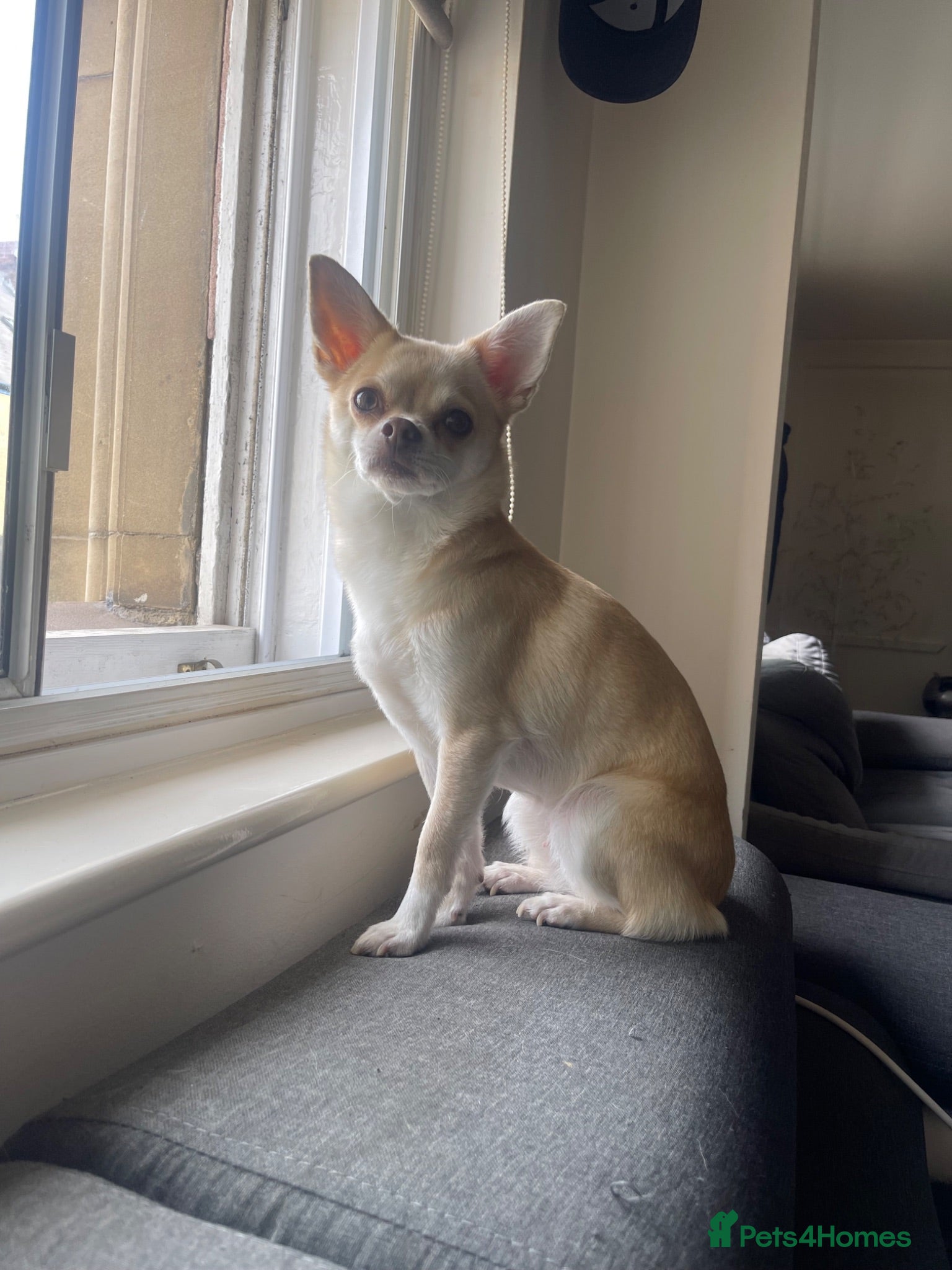 Chihuahua dogs Chihuahua to go to a good home - Advert 1