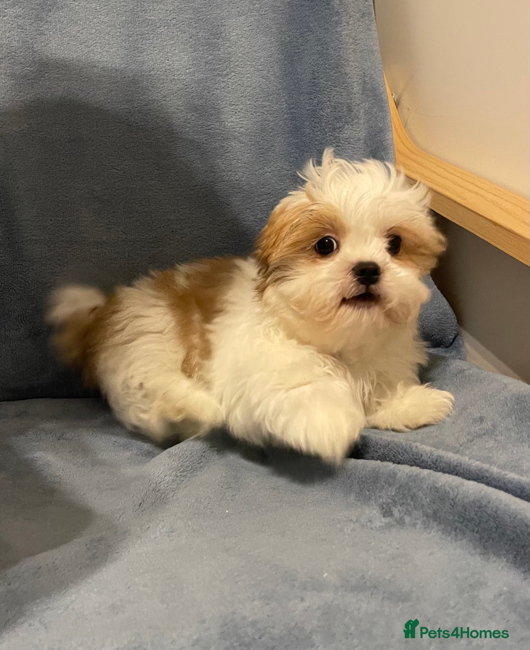 Shih Tzu dogs for sale: Standard pure bred Girl puppy. - Advert 2