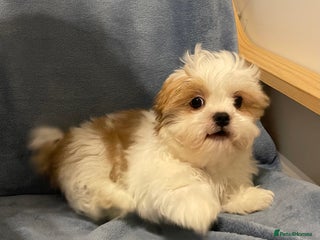 Shih Tzu dogs Five STANDARD purebred Pups ready to go home. - Advert 2