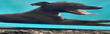 Whippet 4
