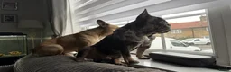 French Bulldog dogs for sale: 10 Beautiful French Bulldog pups 😍 - Advert 23