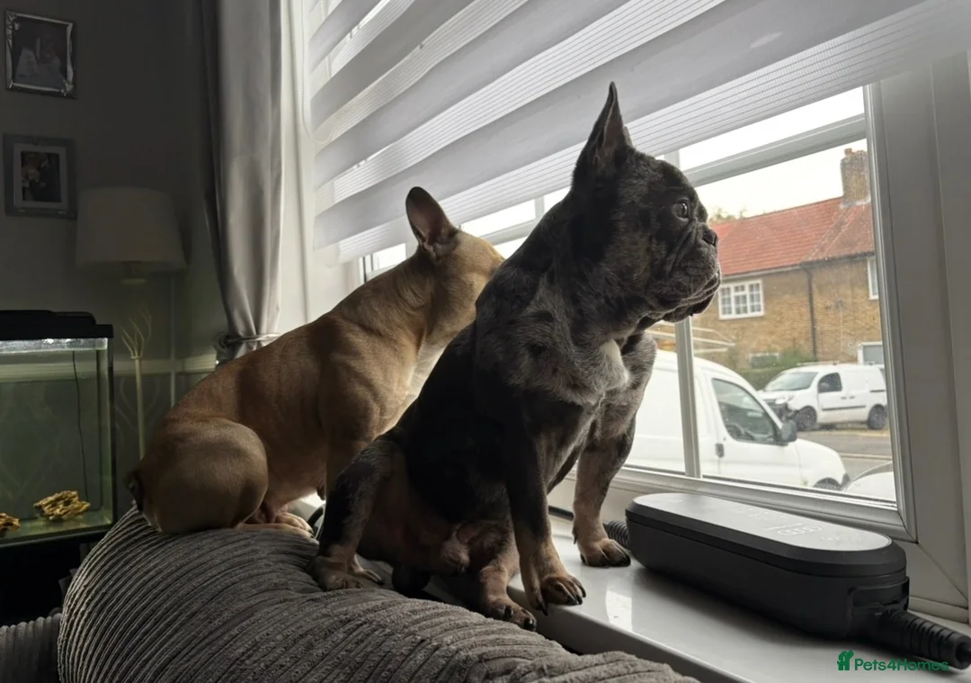 French Bulldog dogs for sale: 10 Beautiful French Bulldog pups 😍 - Advert 23